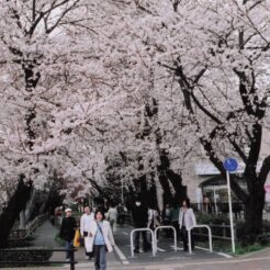 2008-04-01 花小金井 桜の下を歩く人々 多摩湖自転車歩行者道・小平グリーンロード<br>花見