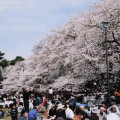 2008-04-01 小金井公園 花見をする人たち<br>花見