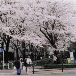 2008-04-01 花小金井 桜と通行人 多摩湖自転車歩行者道・小平グリーンロード<br>花見