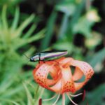 タマムシ