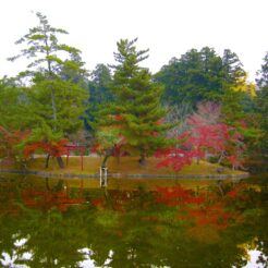 2008-11-24-10-26-14東大寺の池<br>奈良をひとり旅