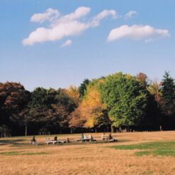 2008-11-26 小金井公園 紅葉<br>小金井公園の紅葉