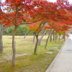 2008-11-24-10-43-01東大寺<br>奈良をひとり旅