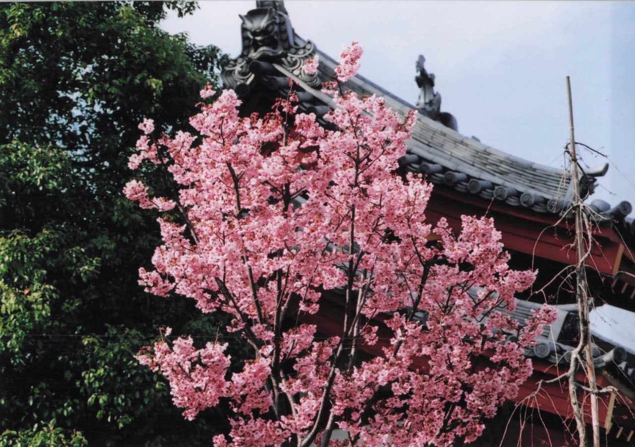 桜