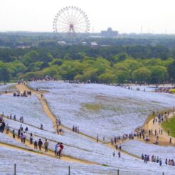 2009-05-02-12-23-58日立中海浜公園のネモフィラと観覧車<br>ひたちなか海浜公園と袋田の滝ドライブ