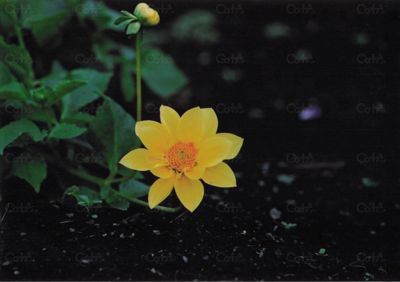 Cropped cota t lightgray2.png
