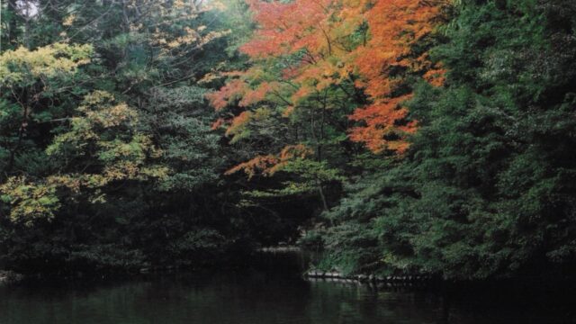 紅葉