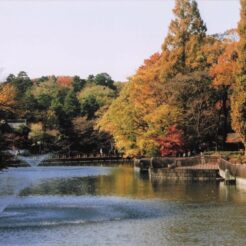 2009-11-23 井の頭公園 噴水と紅葉<br>井の頭公園