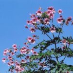 キダチダリア