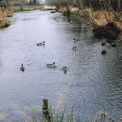 2010-02-21 東久留米市 黒目川 カモと冬の川<br>カモ