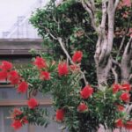 ブラシノキ
