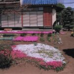シバザクラ