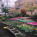 シバザクラ