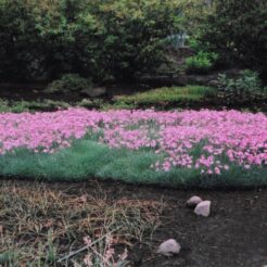 2011-07-03 花の家 集まって咲く庭のチェダーピンク<br>チェダーピンク