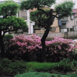 2011-07-03 花の家 畑側のツツジ<br>花の家の景色