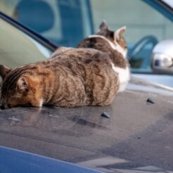 2012-01-15-14-18-24品川宿付近の車の上で寝る猫<br>東品川から泉岳寺を巡り、品川神社や品川宿の裏路地を眺めながら東品川・天王洲を歩く