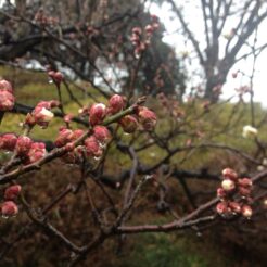 2012-02-25 12-30-19六義園の梅<br>雨の六義園