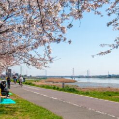 2012-04-08-10-35-21六郷土手 多摩川の土手と桜<br>土手の桜を見ながら花小金井へ向かった