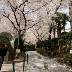 2012-04-10 12-13-54五反田公園の桜並木<br>桜が満開になった