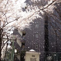 2012-04-10 12-16-18五反田公園の桜吹雪<br>桜が満開になった