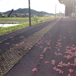 2012-05-04 16-39-04岩舟駅のホームとサツキの花びら<br>八高線と両毛線を辿る旅