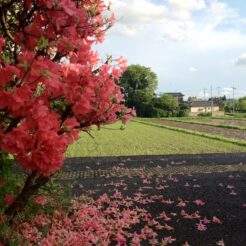 2012-05-04 16-39-32岩舟駅のホームのサツキ<br>八高線と両毛線を辿る旅