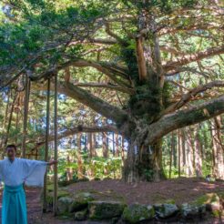 2012-08-18-13-53-48 秋田県男鹿市 真山神社の御神木「榧大樹」と神主さん<br>盛岡でご飯を食べて小岩井農場に寄ったあと秋田に泊まり男鹿半島を周遊、最終日は角館に寄った