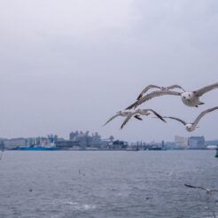 2012-08-12-13-13-17塩釜港のカモメたち<br>仙台から松島を経て南三陸に泊まり、志津川や釜石・宮古・小本までの震災の傷跡をみる旅