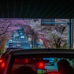 2013-03-30-12-43-01 花小金井付近のトンネルと桜<br>おじいちゃんとおばあちゃんとの最後の旅行。花小金井から車で箱根へ行きガラスの森を楽しみ海賊船に乗る