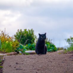 2013-10-06-15-44-19高麗 巾着田付近の黒猫と畑<br>高麗・巾着田の黒猫