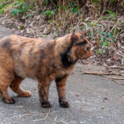 2013-10-06-13-42-18高麗 通りがかりの猫<br>高麗・巾着田の曼珠沙華（彼岸花）