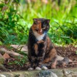動物