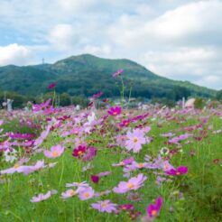 2013-10-06-14-41-20高麗 巾着田のコスモスと山<br>高麗・巾着田のコスモス