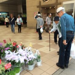 2014-05-03 13-09-33花小金井駅 花を選ぶおじいちゃんとおばあちゃん<br>おじいちゃんとおばあちゃんと駅前で集合し、花の家の造成された畑を見た