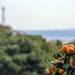 2014-11-16-11;33;54津久井浜 津久井農園<br>津久井浜へみかん狩り