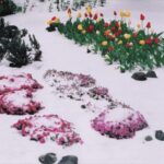 雪