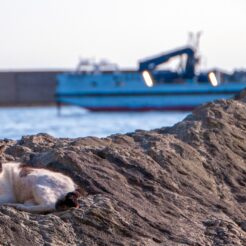 2015-05-02-16;580012三崎 漁港の猫<br>バスで三崎の毘沙門天、キャベツ畑を巡る