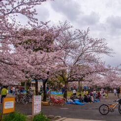 2016-04-03 16-01 西六郷 西六郷三丁目公園<br>桜が咲いた