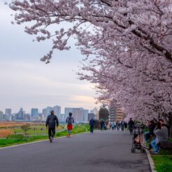 2016-04-03 16-44 六郷土手 桜と道ゆく人<br>桜が咲いた