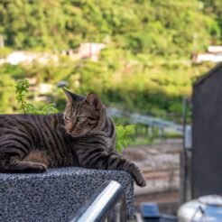 2016-08-15-17;52 台湾 新北市瑞芳区 猴硐猫村 駅を望む高台の猫<br>松山文創園区を歩き老牌牛肉拉麵大王で食事をして猫カフェ発祥の地、猫で町おこしをする侯硐猫村、師大夜市とカフェ巡り