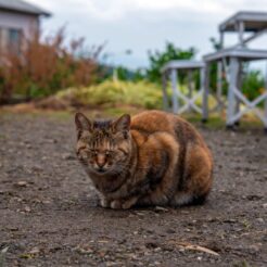 2016-10-30 13;30 津久井浜 農園にいた猫<br>津久井浜へのみかん狩りと宮川港のベーグルと散策