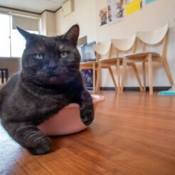 2017-06-09 14;49 難波 猫カフェ ラグドール 猫<br>京都洛東から京阪で難波、天王寺のマリオット都ホテルに泊まり梅田・天神橋筋、和歌山電鉄たま電車に乗る旅