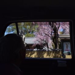 2018-03-30 10;49 西東京市田無 總持寺<br>おばあちゃんとタクシーで花見