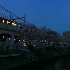 2018-04-01 18;10 大岡川桜まつりと京急の電車<br>花見