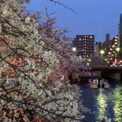 2018-04-01 18;22 大岡川桜まつりの桜と船<br>花見