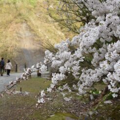 2019-04-30 16;40 新潟県十日町市 清津峡付近の桜<br>高崎駅からレンタカーで川原湯温泉・万座・志賀高原を通って上越妙高に泊まり、新潟柏崎から高崎に戻るドライブ