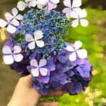 2019 06 23 17;04 花の家 紫陽花を摘んだ