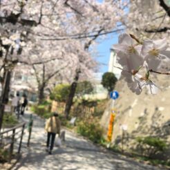 2020-03-26 12;15 五反田 五反田公園の桜の花<br>新型コロナウィルスの感染が広まる中、桜の花が咲き始めた