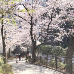 2020-03-26 12;18 五反田 五反田公園の桜と坂<br>新型コロナウィルスの感染が広まる中、桜の花が咲き始めた