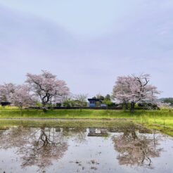 2021-03-30 16;59 飯給駅 水田に映る桜と駅<br>小湊鉄道で花見をする